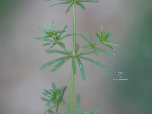 Galium samuelssonii