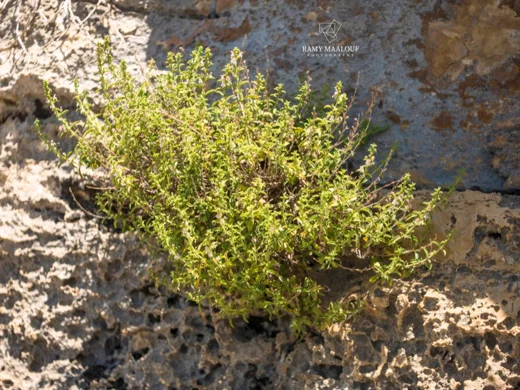 Satureja cuneifolia