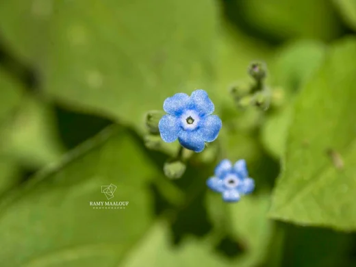 Brunnera orientalis