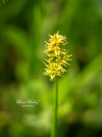 Carex otrubae
