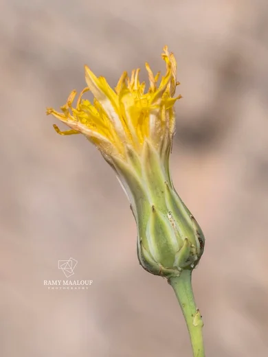 Reichardia dichotoma