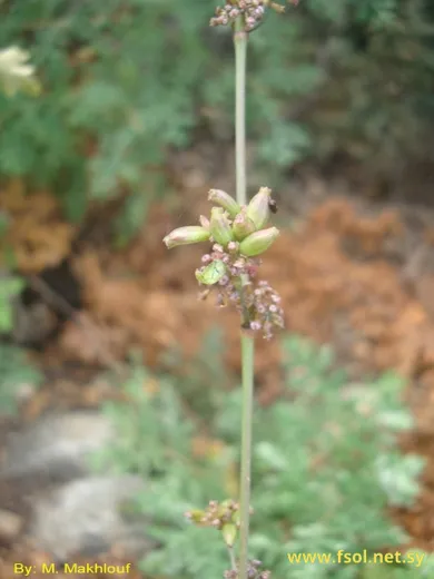 Bupleurum exaltatum