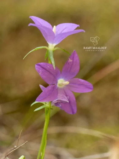 Campanula retrorsa