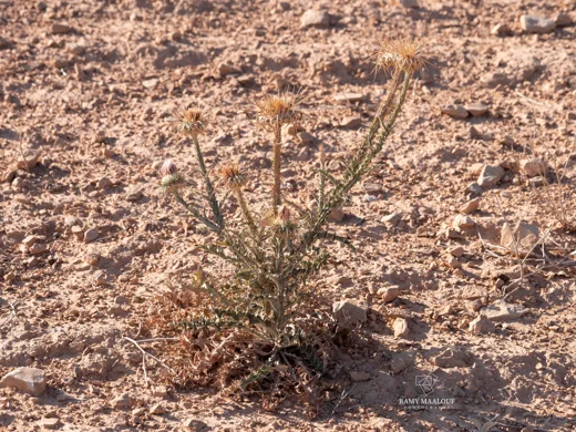 Onopordum blancheanum