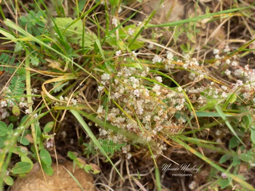 Cuscuta epithymum var. alba