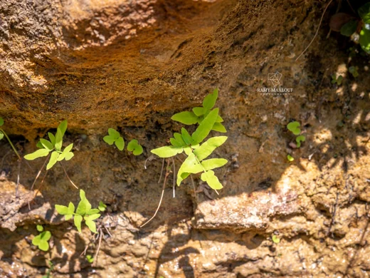 Osmunda regalis
