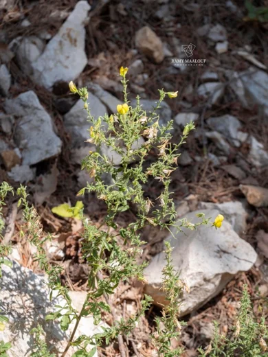 Ononis viscosa subsp. breviflora