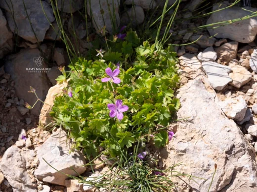 Geranium crenophilum