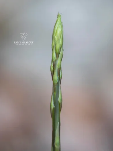هَليون