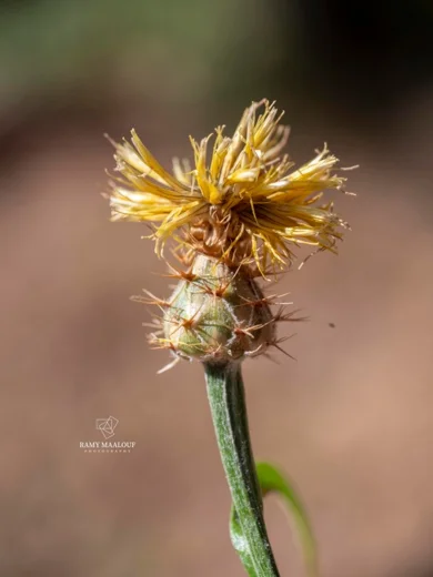Centaurea cheirolopha
