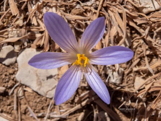 Crocus damascenus