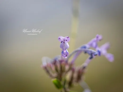 Nepeta cilicica