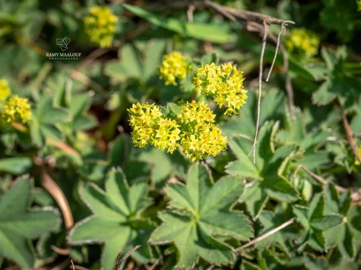 Alchemilla diademata