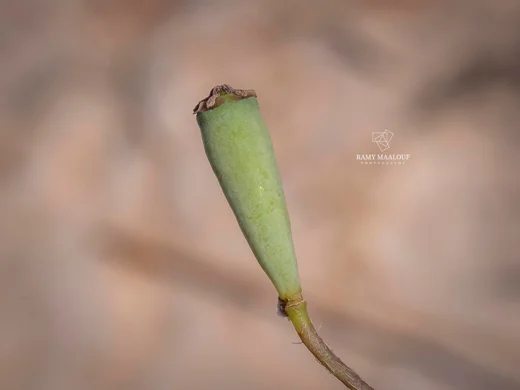 الخشخاش المنثور