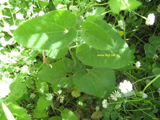 Aristolochia scabridula