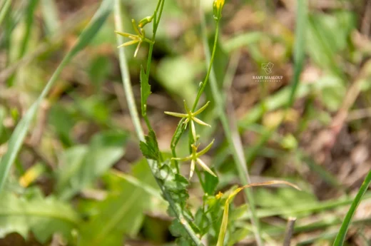 Rhagadiolus edulis