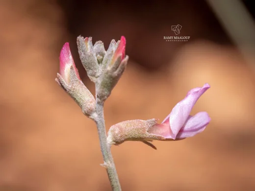 Astragalus trifoliolatus