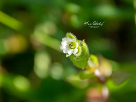 Stellaria cupaniana
