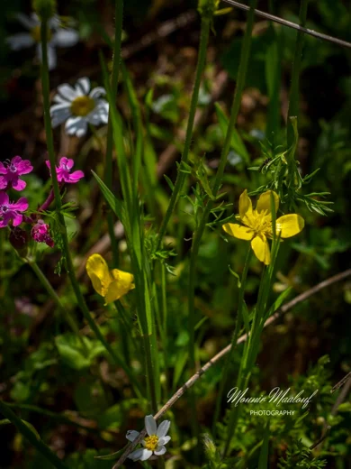 Ranunculus paludosus