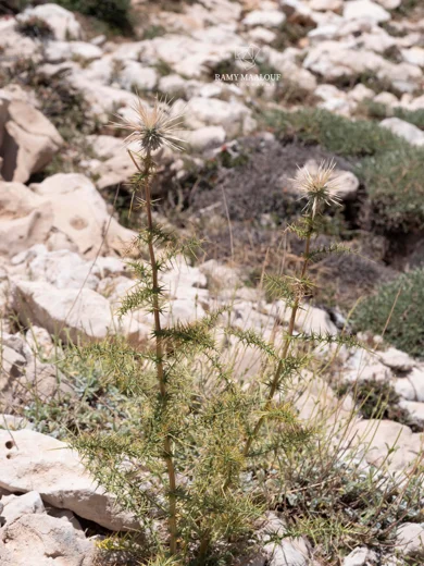 Echinops spinosissimus subsp. macrolepis