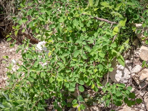 Amelanchier parviflora