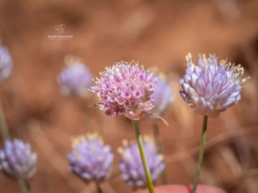 Allium rupicola