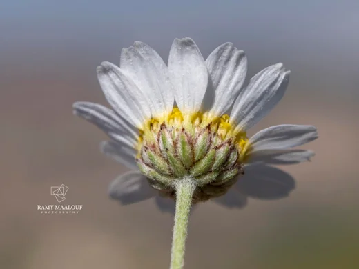 Anthemis cretica subsp. cassia