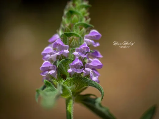 Prunella orientalis