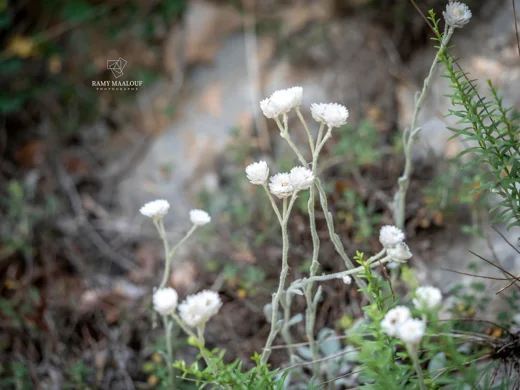 Helichrysum virgineum