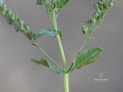 Veronica anagallis-aquatica subsp. lysimachioides