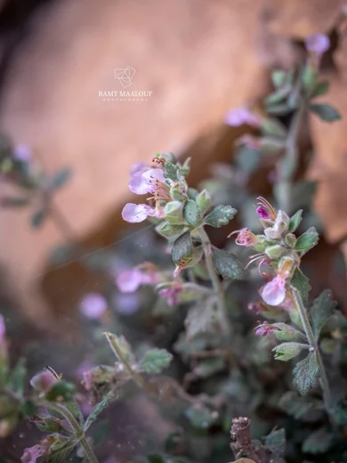 Teucrium divaricatum subsp. divaricatum