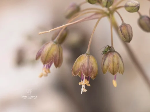 Allium pseudostamineum
