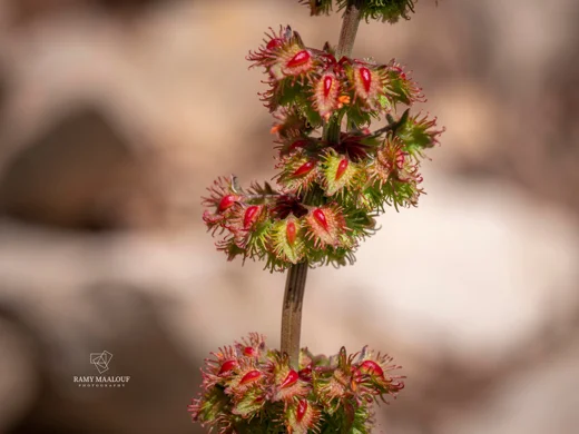 Rumex nepalensis