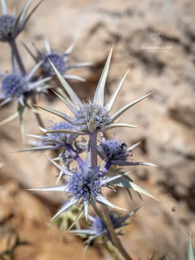 Eryngium heldreichii