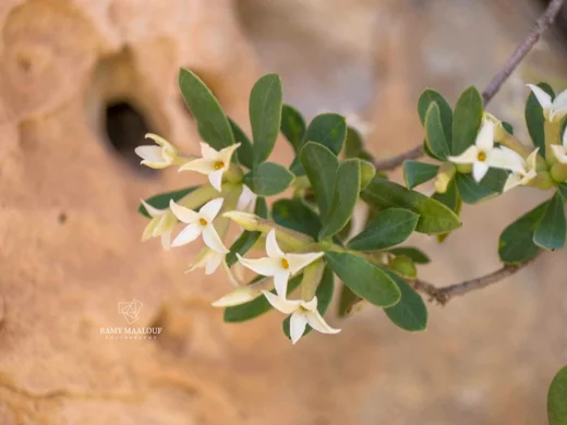 دفنة زيتونية