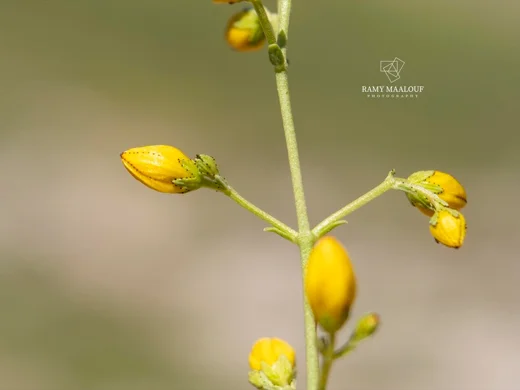 عرن لبناني