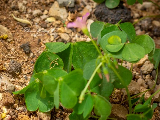 Oxalis debilis