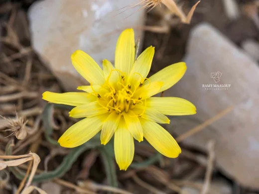 Tragopogon buphthalmoides
