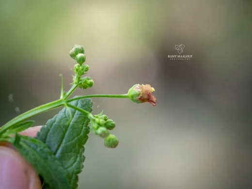 Scrophularia macrophylla