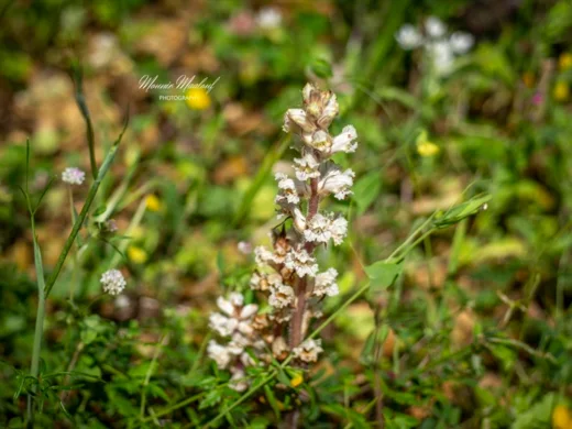 Orobanche crenata