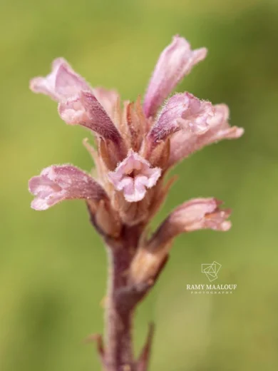 Orobanche camptolepis