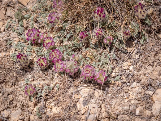 Astragalus kurnet-es-saudae