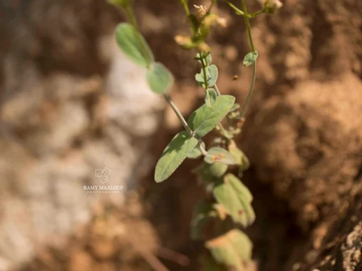 عرن مثقوب