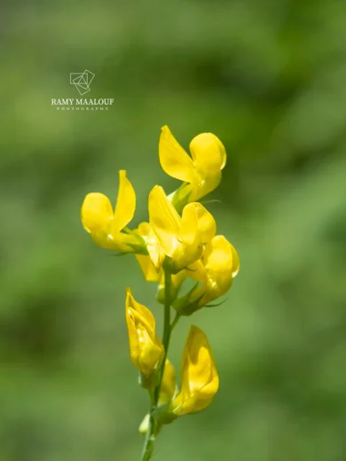 جلبان مرجي