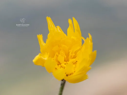 Hieracium schmidtii subsp. libanoticum