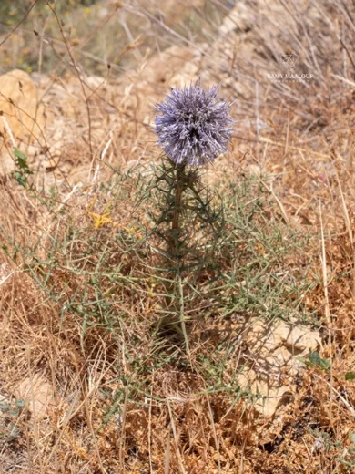 القنفذي أدني الساق