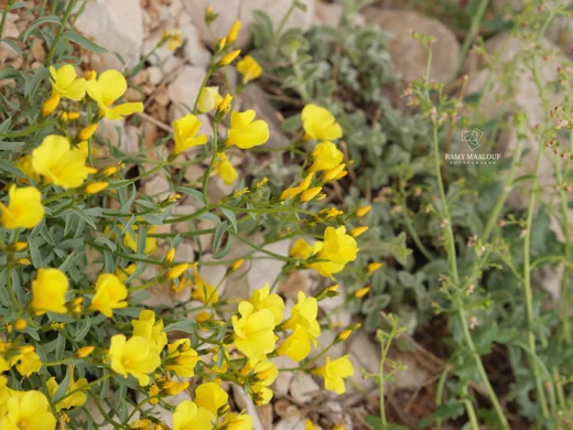 Linum mucronatum subsp. orientale