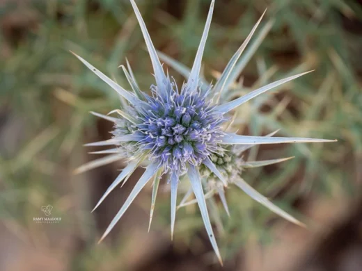 Eryngium heldreichii