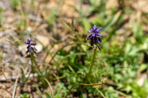 Muscari inconstrictum
