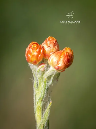 Helichrysum pallasii